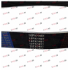 Ремень 10PK1451 SH SHAANXI / Shacman (ШАНКСИ / Шакман) 612630060342 фото 2 Барнаул